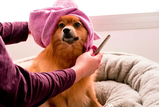 Un spitz sous sa serviette après le bain