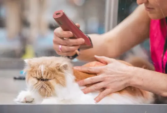 Brossage d’un chat persan