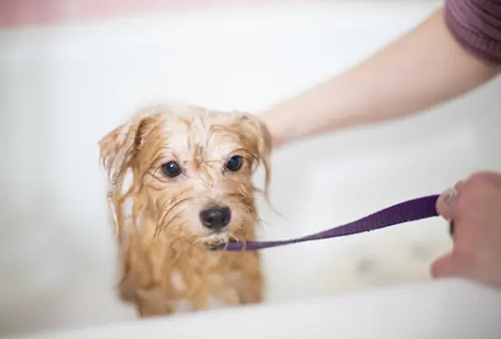 Un petit chien dans le bac de lavage