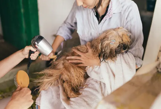 Séchage d’un shih tzu